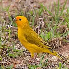 Canário — fauna da Fazenda Pingo D'Água