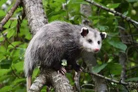 Gambá — fauna da Fazenda Pingo D'Água
