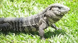 Lagarto — fauna da Fazenda Pingo D'Água