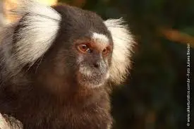 Macaco — fauna da Fazenda Pingo D'Água