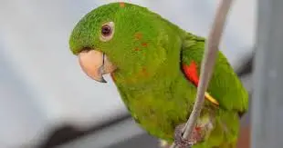 Maritaca — fauna da Fazenda Pingo D'Água