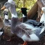 Pato-pompom — fauna da Fazenda Pingo D'Água