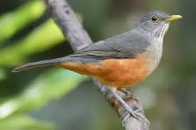 Sabiá — fauna da Fazenda Pingo D'Água