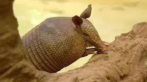 Tatu — fauna da Fazenda Pingo D'Água