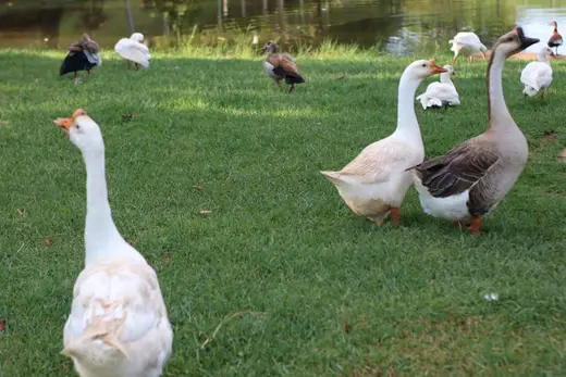 Natureza e paisagens da Fazenda Pingo D'Água