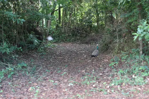 Natureza e paisagens da Fazenda Pingo D'Água