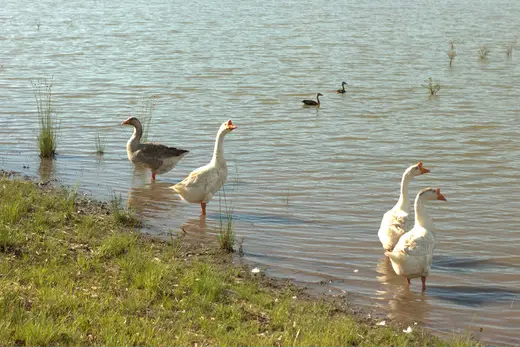 Natureza e paisagens da Fazenda Pingo D'Água