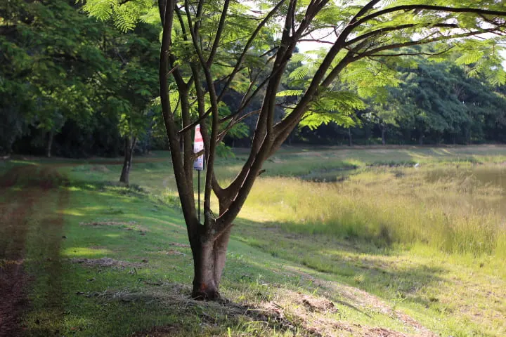 Árvore frondosa debruçada sobre a margem do lago da Fazenda